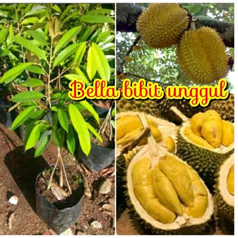 Jual Unggulan Bibit Buah Durian Musang King Kaki 3 Shopee Indonesia