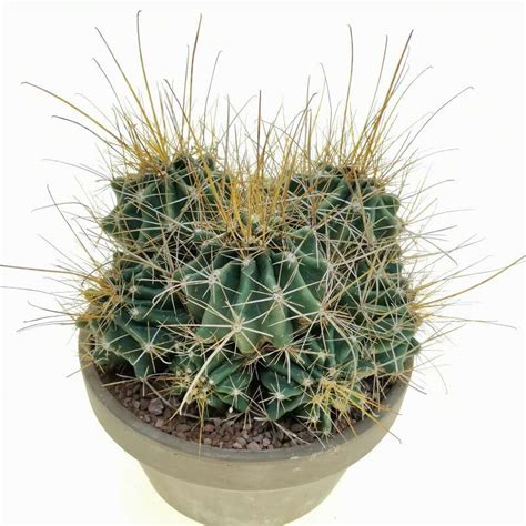 Ferocactus Hamatacanthus Var Flavispinus 17 Cm Cactaceae Giromagi