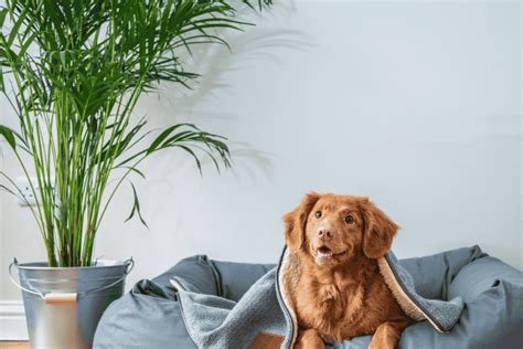 Plantas para quem tem pets Conheça várias espécies para a sua casa