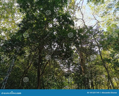 Tall Tropical Trees From Coba Stock Image Image Of Natural Mexico