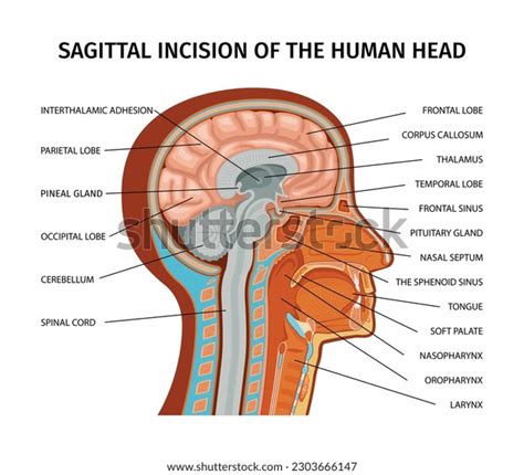 Anatomy Human Composition Profile View Human Stock Vector (Royalty Free) 2303666147 | Shutterstock