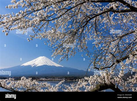 Mount Fuji with cherry blossom Stock Photo - Alamy