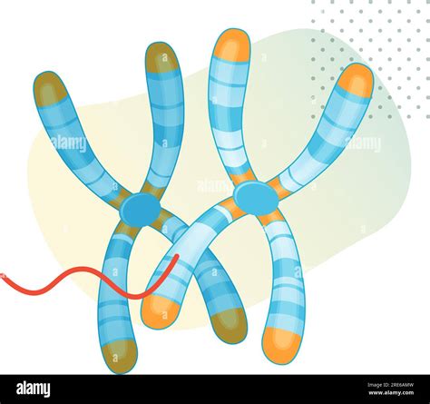 Chromosome Long DNA Molecule With Proteins Stock Illustration As