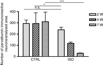 Loss of parvalbumin immunoreactivity in the prefrontal cortex after 4 ...