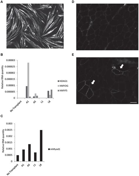 A Myotube Formation By Husmps After Days Of Differentiation