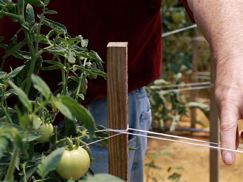 How To Stake Tomatoes Mississippi State University Extension Service