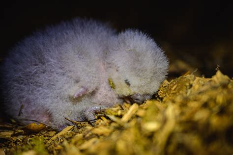 How New Zealand saved the kakapo from extinction