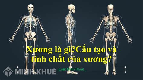 Tìm Hiểu Thành Phần Hóa Học Của Xương Là Gì Và Tác Dụng Của Chúng đối Với Sức Khỏe