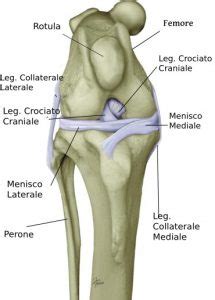 La Rottura Del Legamento Crociato Del Ginocchio Nel Cane