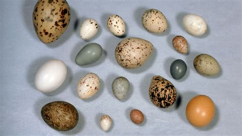 A new mathematical equation describes bird eggs of all shapes – Into ...