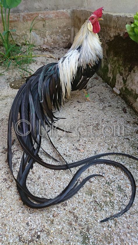 The Longest Tailed Chicken Breed In The World Record 13m Long 4k