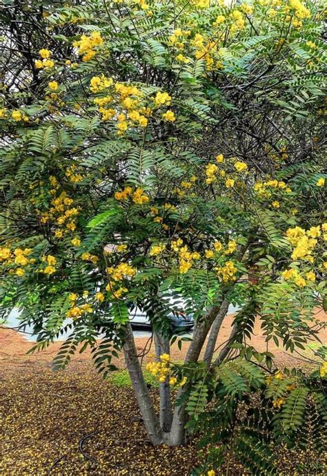 12 Colorful Cassia Tree Varieties To Bring Elegance to Your Yard