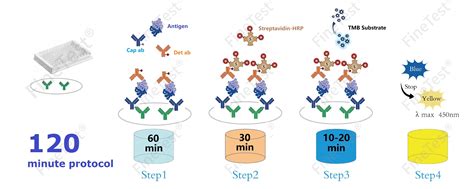 Mouse IgE Immunoglobulin E QuickTest ELISA Kit FineTest ELISA Kit