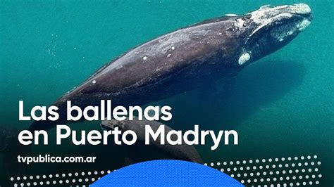 Se Abre La Temporada De Avistaje De Ballenas En Puerto Madryn Todos