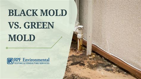 Black Mold Vs Green Mold Does Mold Color Really Matter