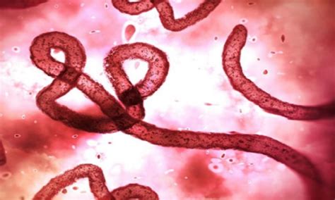 Cientistas Descobrem Prote Na Capaz De Impedir Reprodu O Do V Rus Ebola