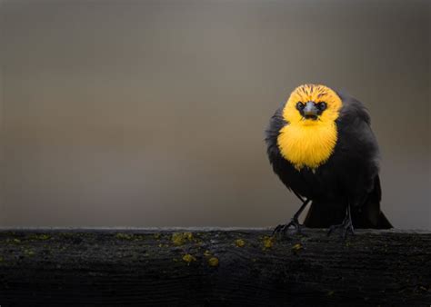 Avian Photographer Scott Keys Captures Beautiful Photos Of North ...