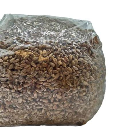 Sterilized Rye Grain Bag With Injection Port Mushroom Grow Kit