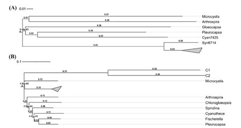 Phylogenetic Analysis Of PhaE And PhaC Proteins In Cyanobacteria A On