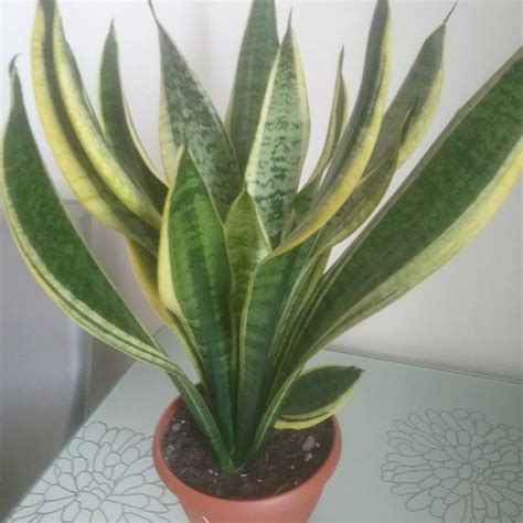 сансевиерия , щучий хвост – купить в Красноярске, цена 700 руб., дата ...