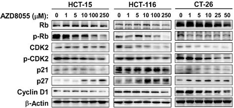 PDF AZD8055 Exerts Antitumor Effects On Colon Cancer Cells By