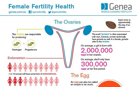 Female Fertility Health Infographic Visualistan