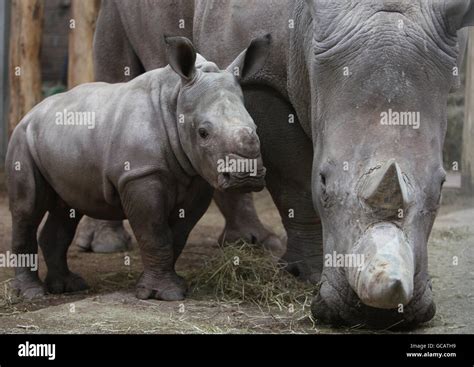 Baby White Rhino Stock Photo - Alamy