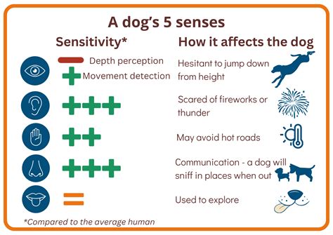dog welfare  infographics global alliance  rabies control