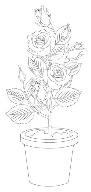 Draw A Rose Flower Pot Best Flower Site