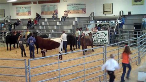 Cattle Show Youtube