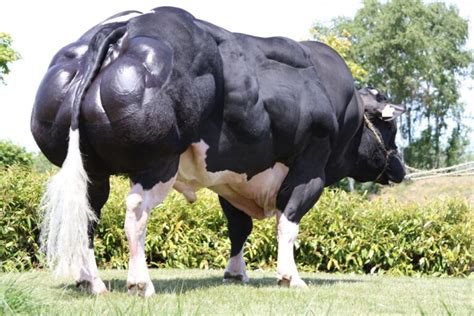 Boi mais musculoso do mundo conheça o Belgian Blue Agro em Campo