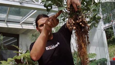 Todo lo que debes saber sobre la planta de cacahuete características