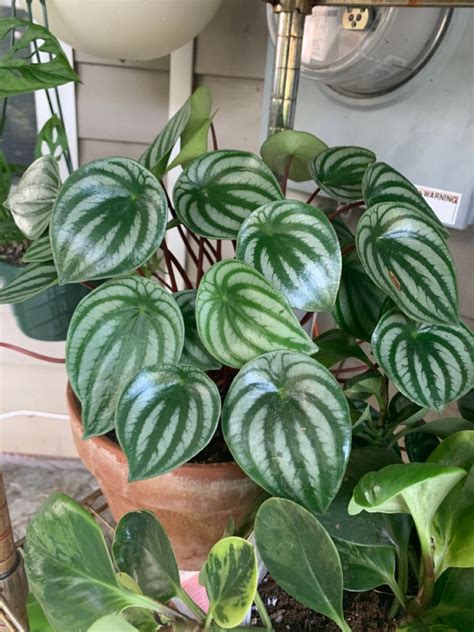 Watermelon Peperomia 1 Vital Care Tip And How To Propagate Artofit