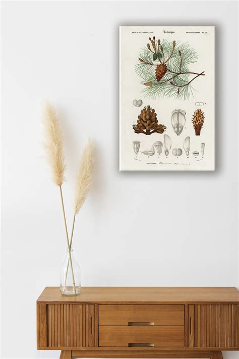 Martime Kiefer Vintage Botanischer Poster Druck von Retro Kräuter