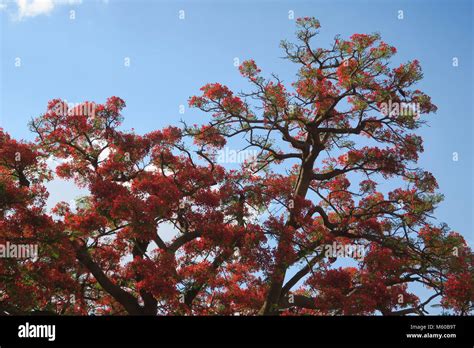 Flamboyant Flame Trees Are Very Colourful Originating In Madagascar