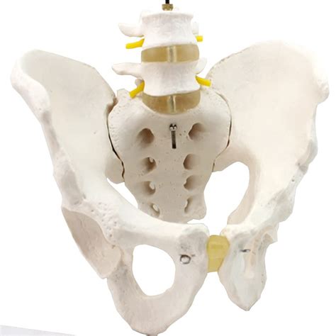 Buy Awj Anatomical Models Male Pelvis Model Pelvic Human Anatomy