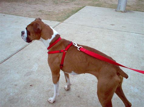 What Is A Flashy Fawn Boxer - Dog N Treats