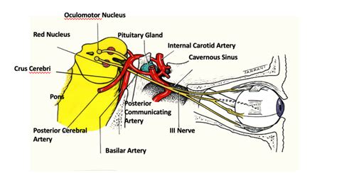 Oculomotor