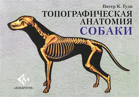 Книга Топографическая анатомия собаки • Гуди П.К. – купить книгу по ...
