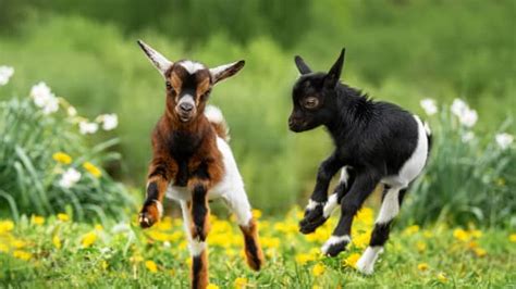 Video of Tiny Baby Goats Jumping Around the Barn Is Going Viral ...