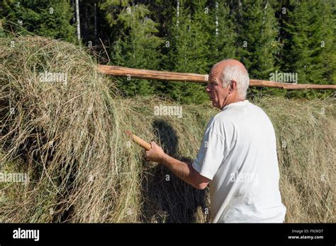 Hay-making Stock Photo - Alamy