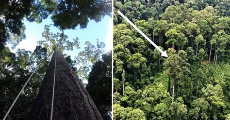 Sabah Owns The Worlds Tallest Tropical Tree And Its A Giant Meranti