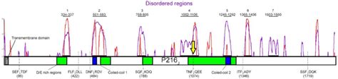 Schematic depiction of the modular nature of P216 J . Disordered ...