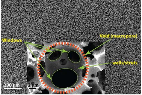 Figure S A Secondary Electron Scanning Electron Micrograph Sem Of