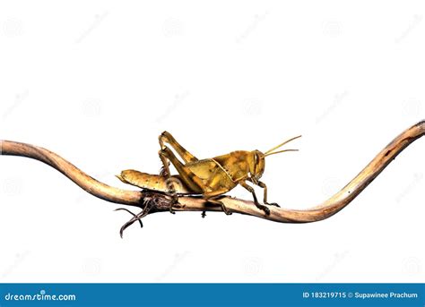 Image Of Brown Grasshopper Insect On A Branch Isolated On The White Backgroun Stock Image