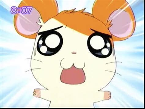 Snoozer S Trip Gallery The Hamtaro Wiki Fandom