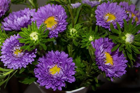 Fonds d ecran Asters En gros plan Violet Fleurs télécharger photo