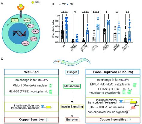 Insulin Signaling Pathway Acting Downstream Of Daf 2 Receptors A