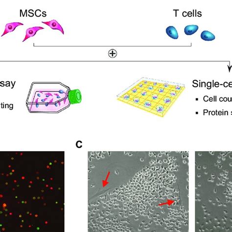 Effect Of Mesenchymal Stem Cells Mscs On T Cell Proliferation A Download Scientific