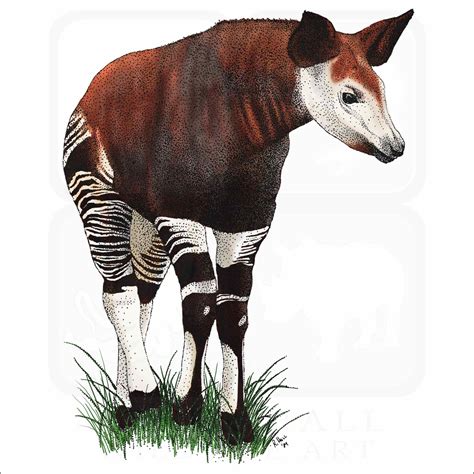 Okapi - Signed Fine Art Print - inkart